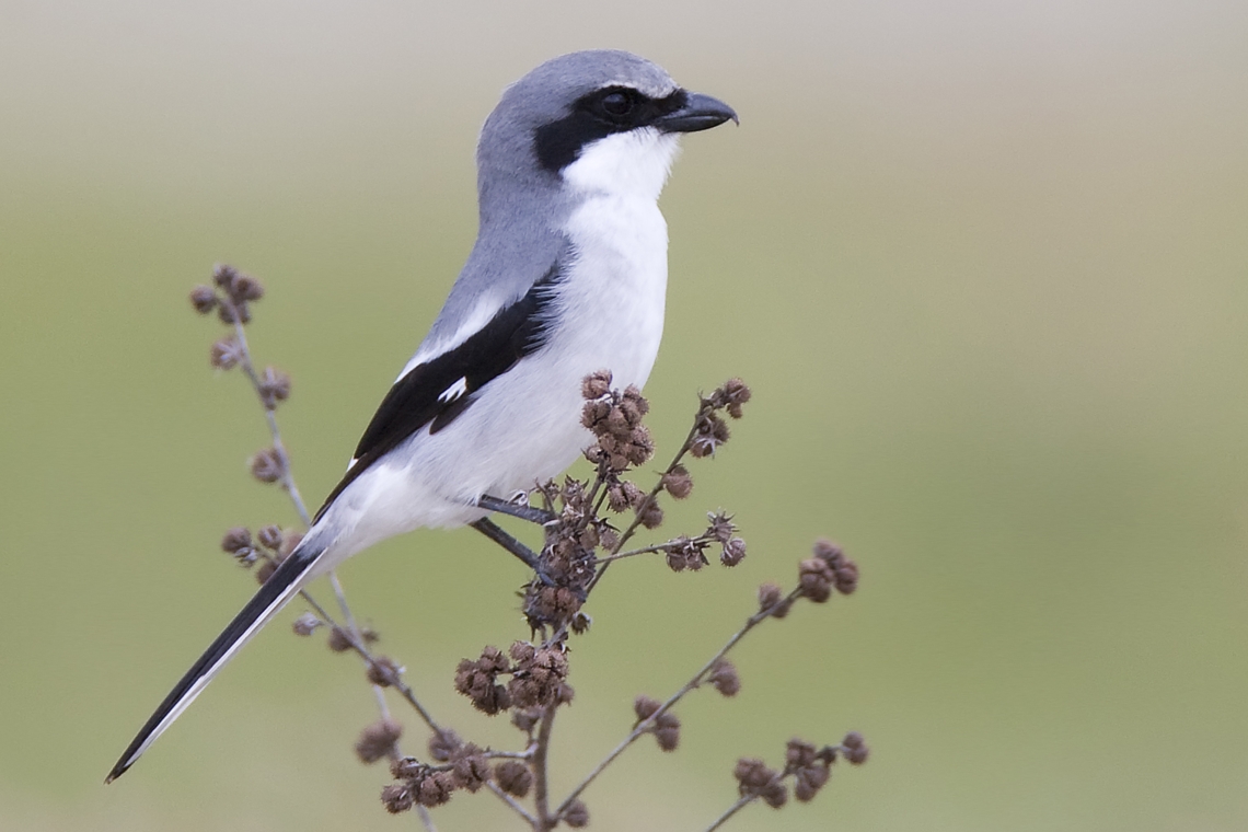 Loggerhead Shrike bird on a small branch Loggerhead Shrike bird on a small branch