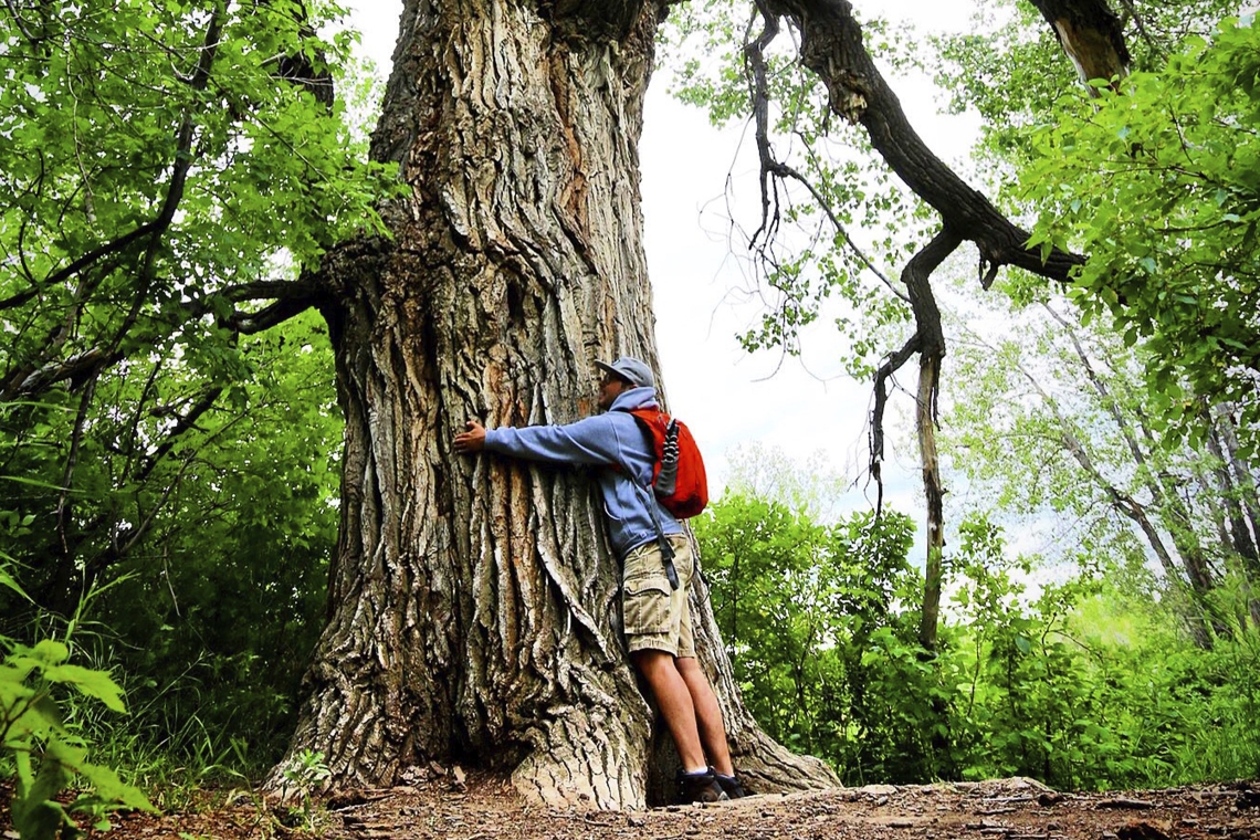 Hiker in the forest hugging the Popoff Tree Hiker in forest hugging the Popoff Tree