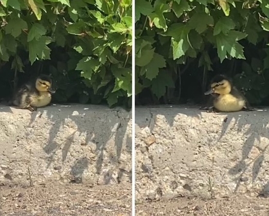 Mallard ducklings Two mallard ducklings perched on a curb next to the shrub in which they were hatched